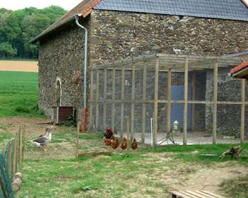 Ob de Huhn bist oder Hahn