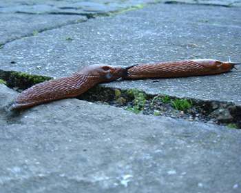 Schneck sucht Schnecke