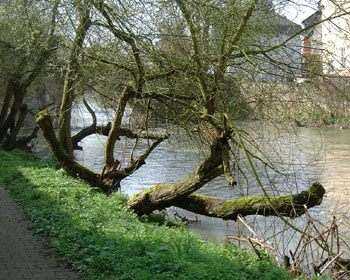 Am Ufer des Elbbachs